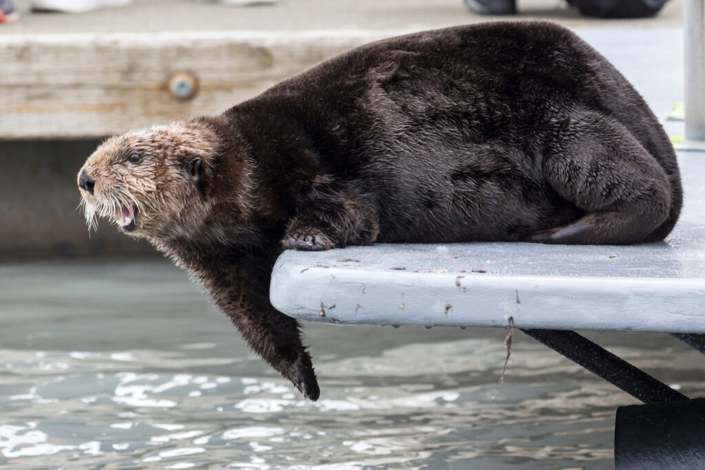a sea otter on a dock