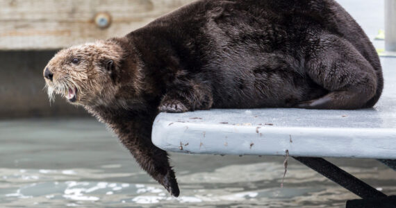 a sea otter on a dock