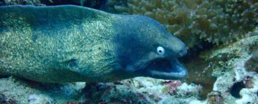 a moray eel underwater in a coral reef