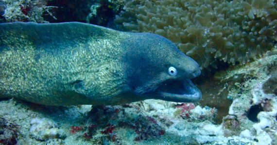 a moray eel underwater in a coral reef
