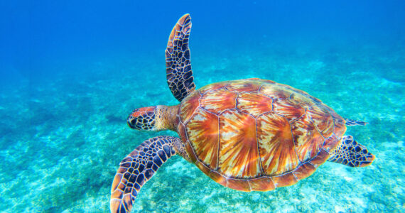 a sea turtle swimming in the water