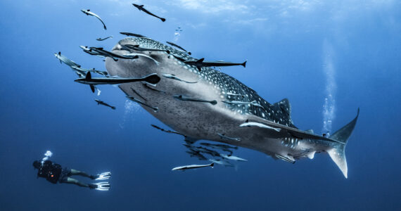 an illustration of a whale shark swimming with a diver