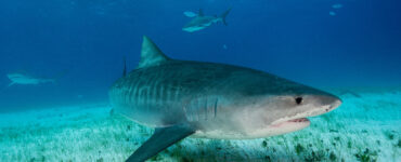 a large tiger shark swimming underwater