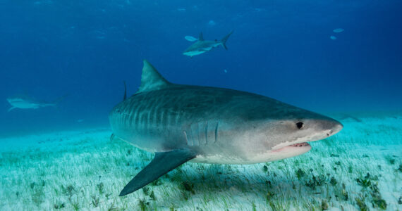 a large tiger shark swimming underwater