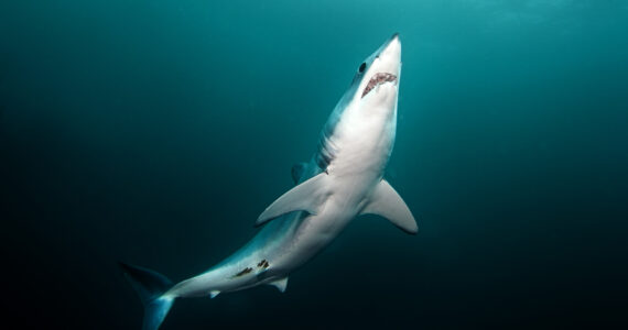 a mako shark in the ocean