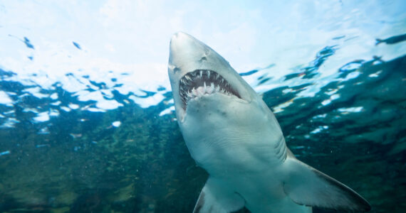 a sand tiger shark from the bottom