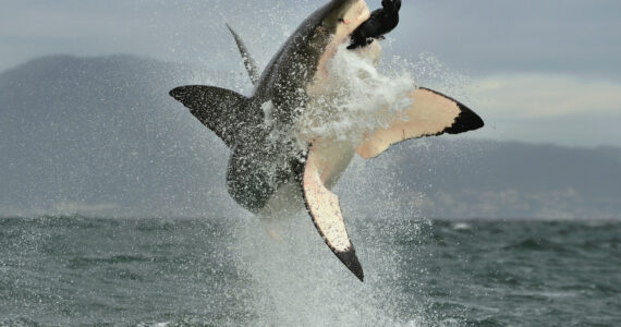 a great white shark leaping out of the water