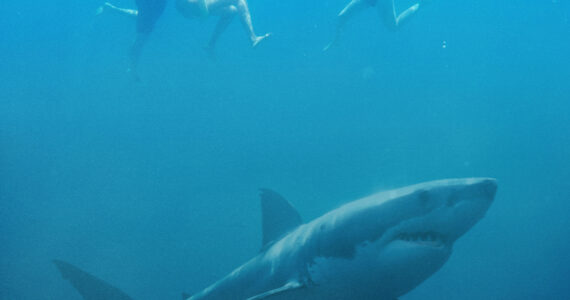 a massive great white shark swimming below people in the ocean