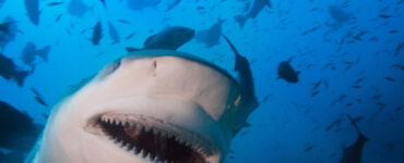 a close up of a shark underwater with its mouth open