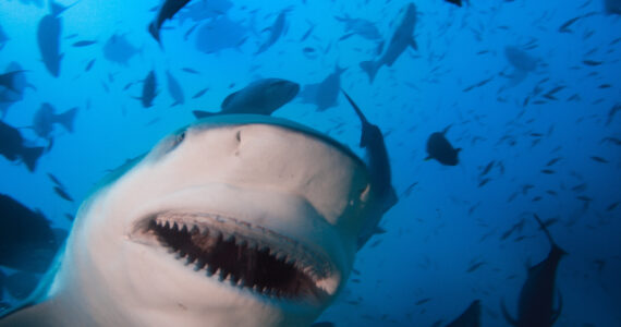 a close up of a shark underwater with its mouth open