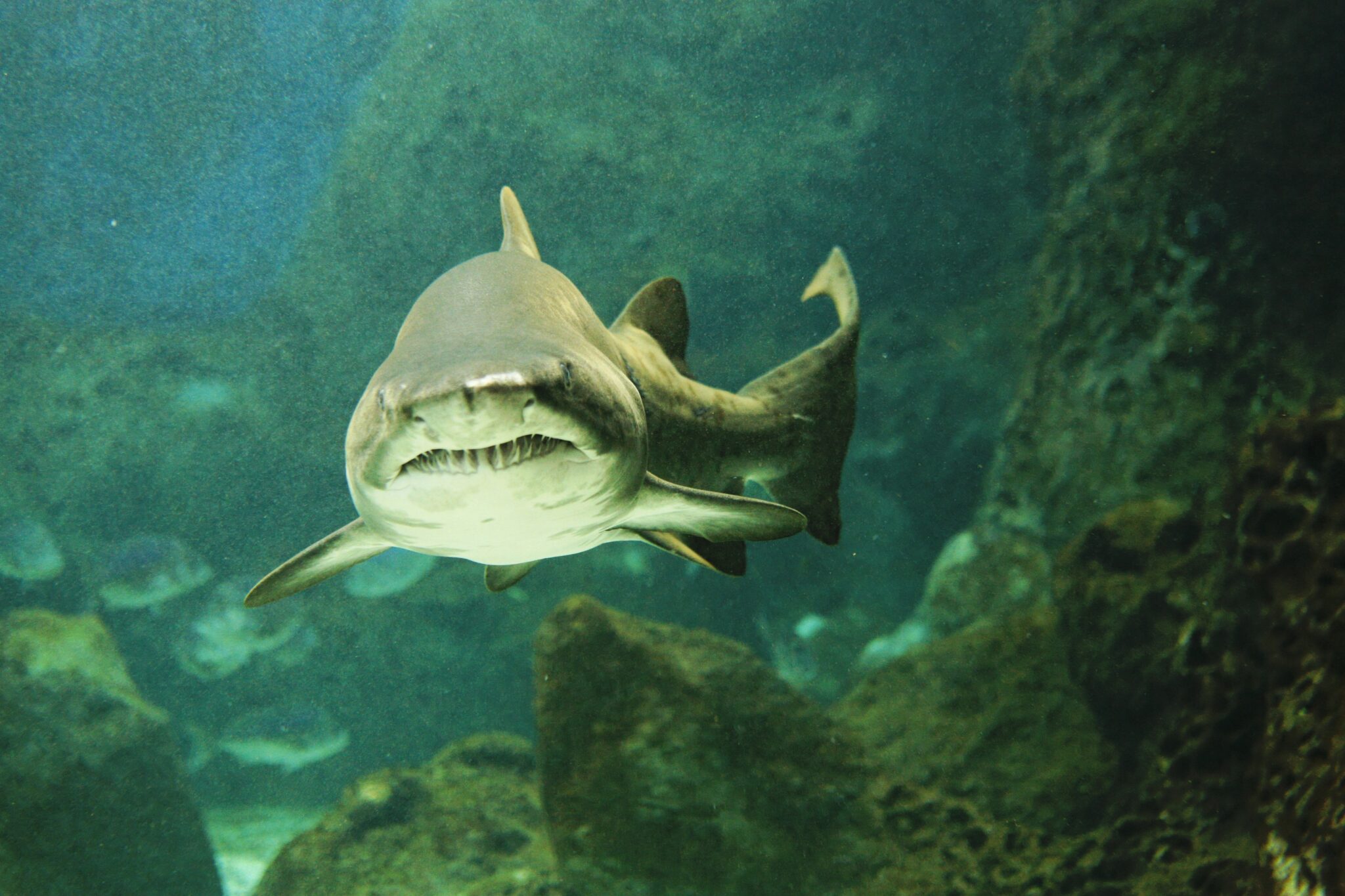 The Difference Between Cartilaginous Fish And Bony Fish The Difference Between Cartilaginous Fish And Bony Fish