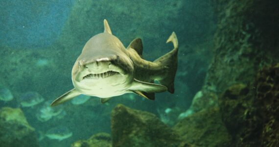 a sand tiger shark swimming underwater