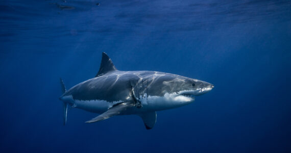 a great white shark swimming deep underwater