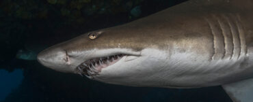 a close up of a sand tiger shark
