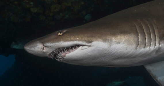 a close up of a sand tiger shark