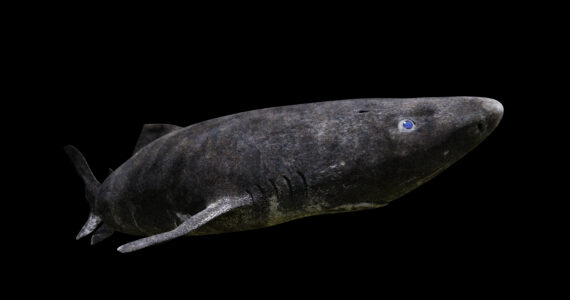 a greenland shark on a black background