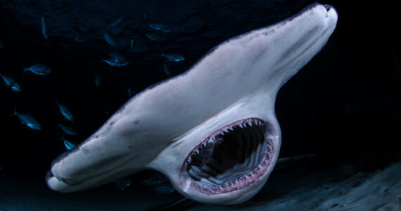 a hammerhead shark with its mouth open underwater