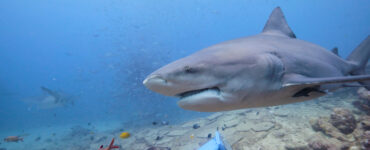 a bull shark swimming underwater