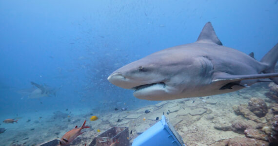 a bull shark swimming underwater