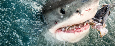 a great white shark biting a piece of bait