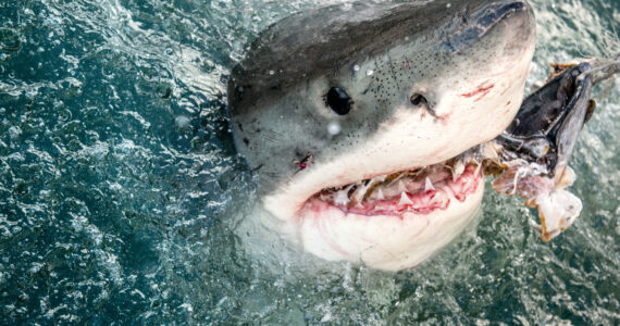 a great white shark biting a piece of bait