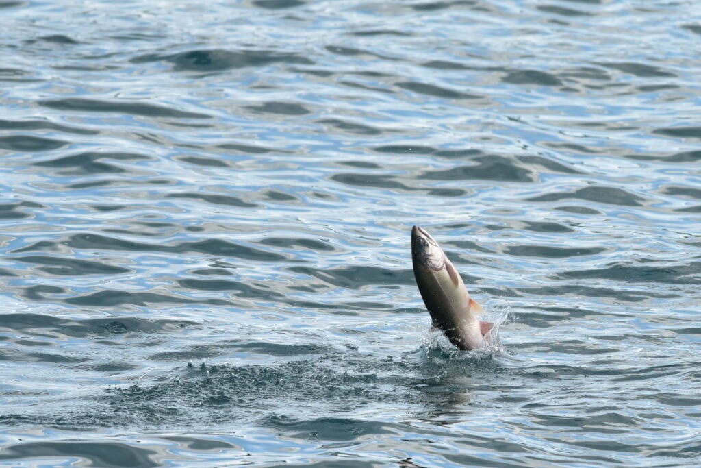 a silver salmon jumping out of the water