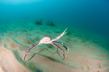 What's the Difference Between Bairdi Crab and Snow Crab?