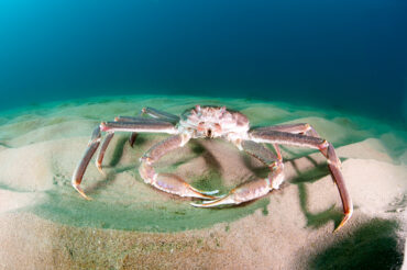 What's the Difference Between Bairdi Crab and Snow Crab?