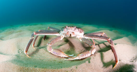 a snow crab on the seafloor