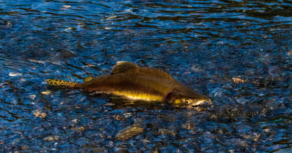 a pink salmon swimming in very shallow water