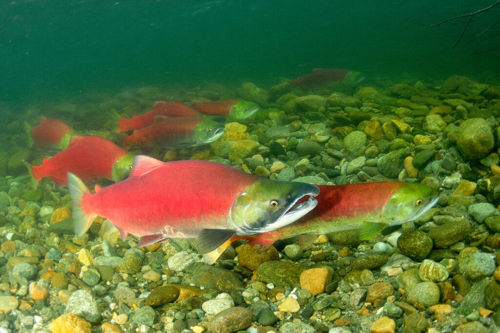 What s The Difference Between Sockeye Salmon And Pink Salmon What s The Difference Between Sockeye Salmon And Pink Salmon