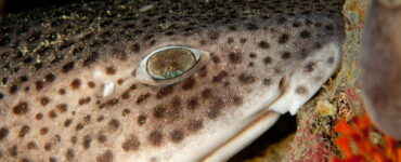a catshark underwater