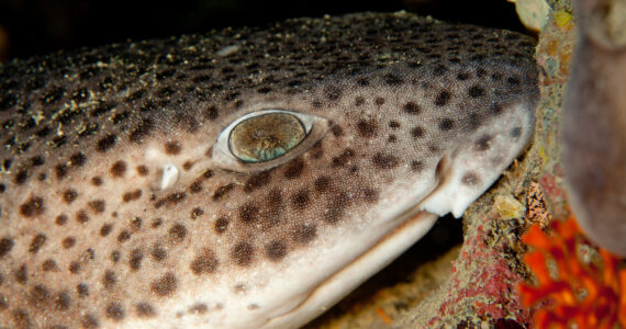 a catshark underwater