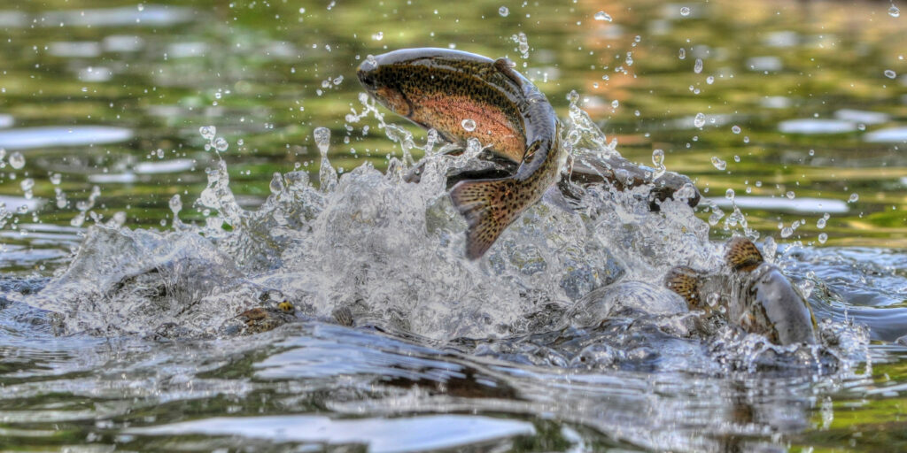 a rainbow trout leaping out of the water