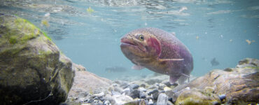 a steelhead trout swimming in the water