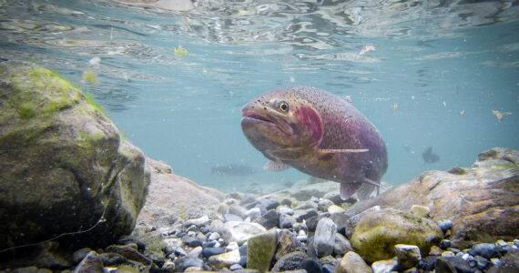 a steelhead trout swimming in the water