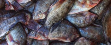 a pile of farmed tilapia