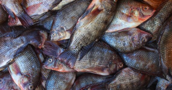a pile of farmed tilapia