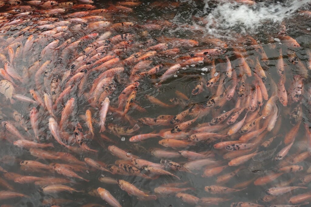 a school of tilapia swimming in a circle