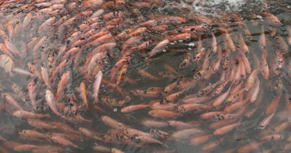 a school of tilapia swimming in a circle