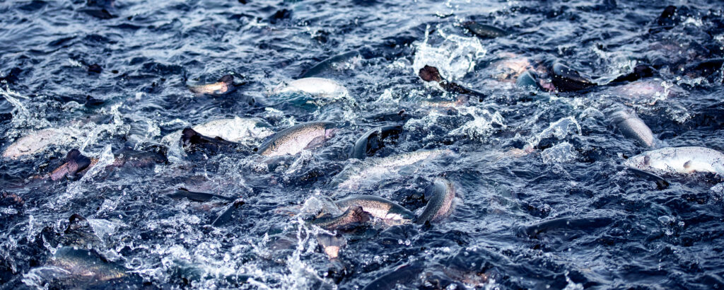 a school of trout in the water