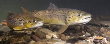 brown trout swimming in a creek