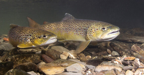 brown trout swimming in a creek