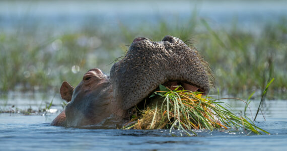a hippo eating c4 plants in the water