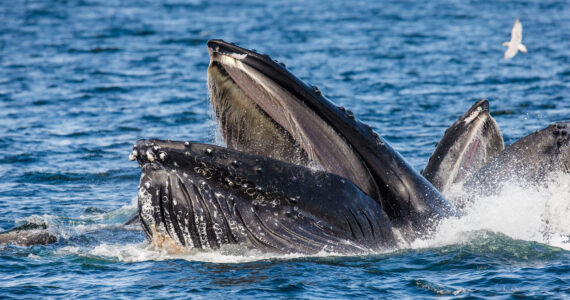 humpback whales feeding in the ocean