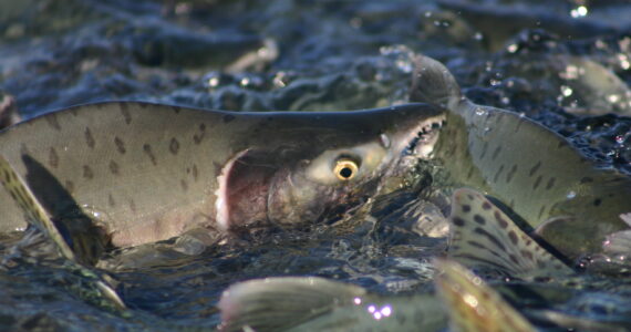 salmon swimming in a river