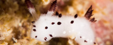 a sea bunny underwater in its natural habitat