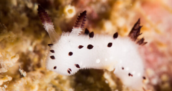 a sea bunny underwater in its natural habitat