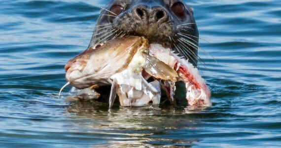 a seal with a fish in its mouth
