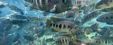 a school of tilapia swimming underwater